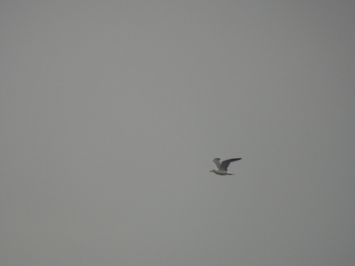 Yellow-legged Gull
