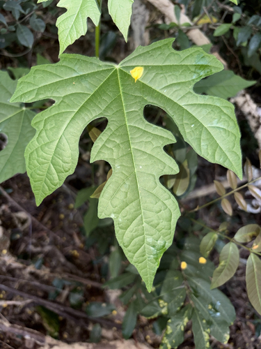 Melanolepis multiglandulosa observed 2026-10-18