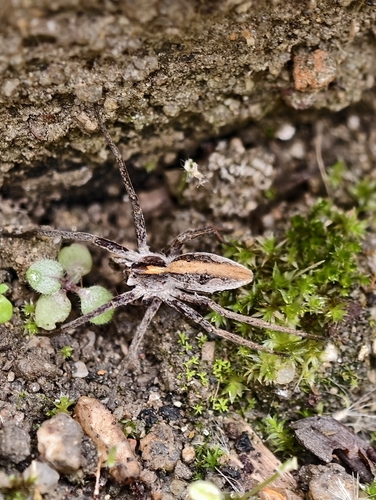 European Nursery Web spider