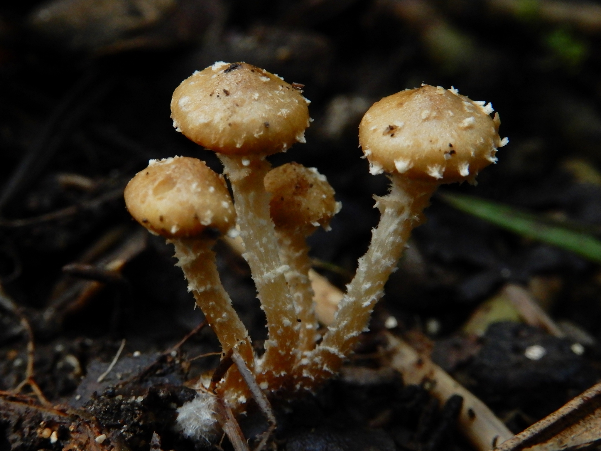 Pholiota subflammans image