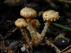 Pholiota subflammans