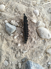 Nyctophila reichii