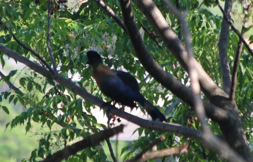 iNaturalist image