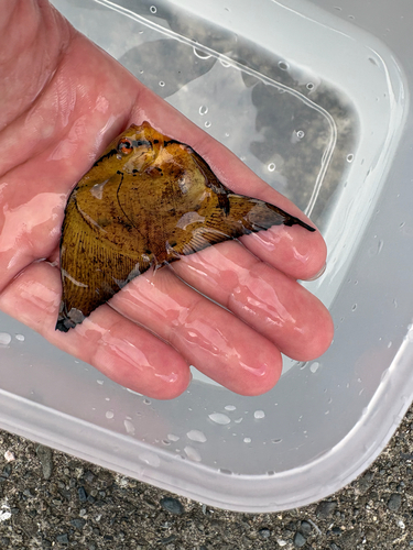 Platax orbicularis observed 2026-10-18