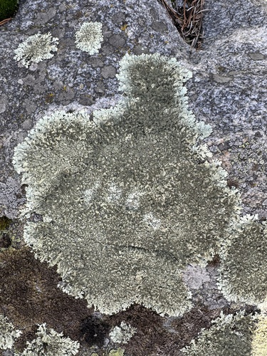 Xanthoparmelia conspersa observed 2026-10-18