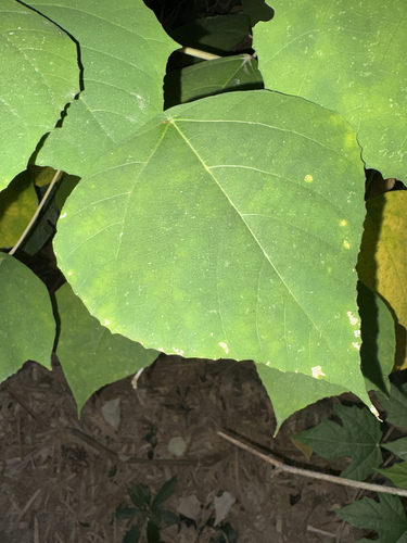 Mallotus paniculatus observed 2026-10-18