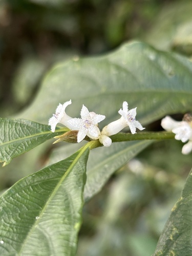 Lasianthus fordii observed 2026-10-18