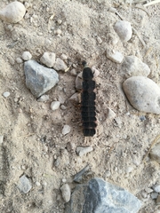 Nyctophila reichii