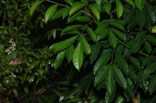 Synoum glandulosum observed 2026-10-18