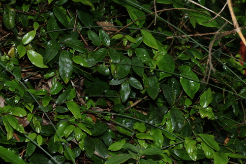 Cephalaralia cephalobotrys observed 2026-10-18