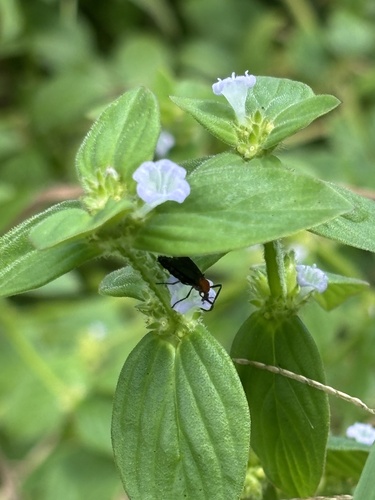 Spermacoce latifolia observed 2026-10-18