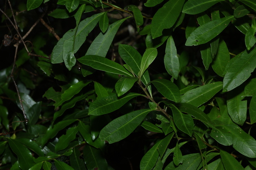 Duboisia myoporoides observed 2026-10-18