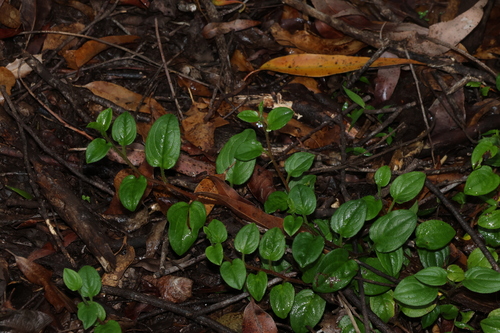 Hackelia latifolia, 2026-10-18