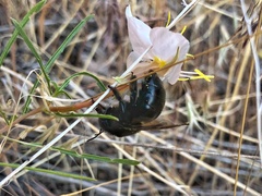 Xylocopa tabaniformis androleuca