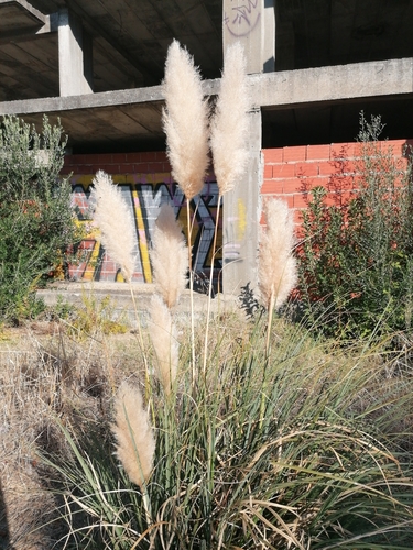 Pampas Grass