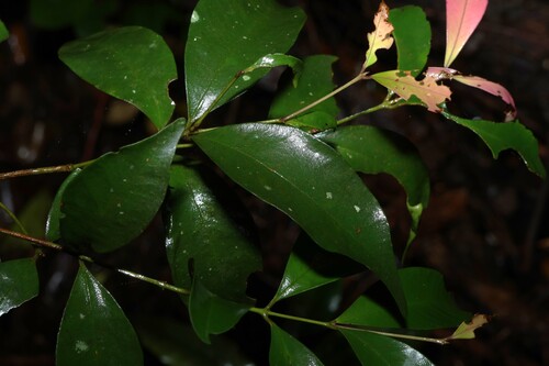 Syzygium smithii observed 2026-10-18