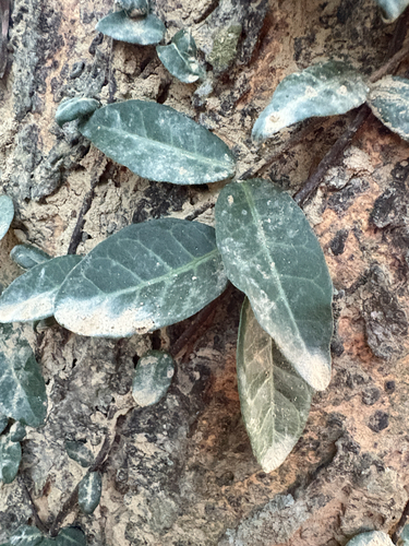 Trachelospermum gracilipes observed 2026-10-18