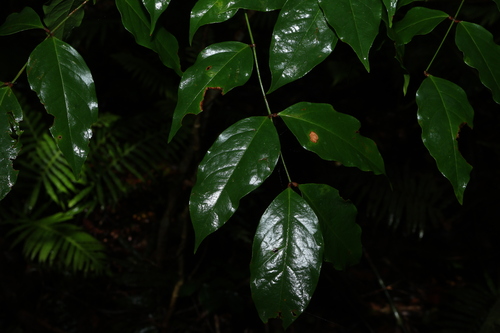 Archidendron observed 2026-10-18