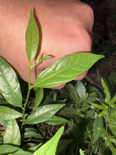 Ficus ampelos observed 2026-10-18