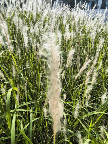 Imperata cylindrica observed 2026-10-17