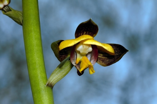 Eulophia streptopetala, 2026-10-17
