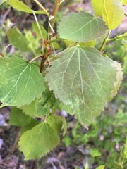 Populus tremula