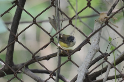 Yellow-bellied Prinia
