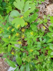 Taenidia integerrima