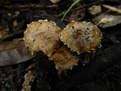 Pholiota subflammans