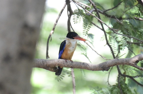 Black-capped Kingfisher