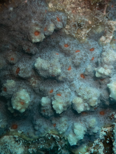 Echinophyllia aspera observed 2026-10-13