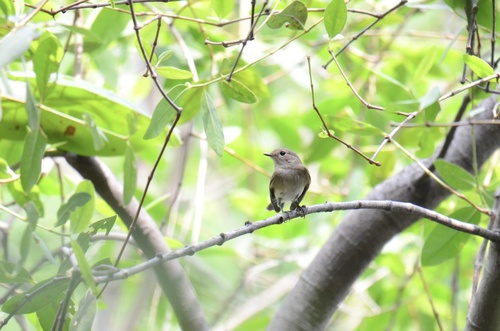 Taiga Flycatcher
