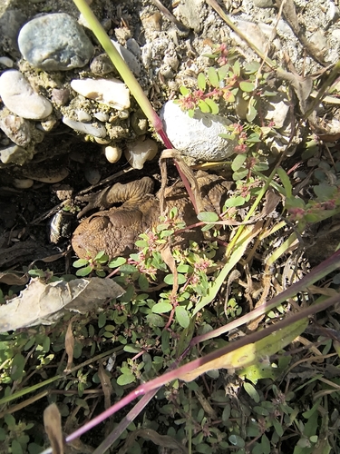 European Toad