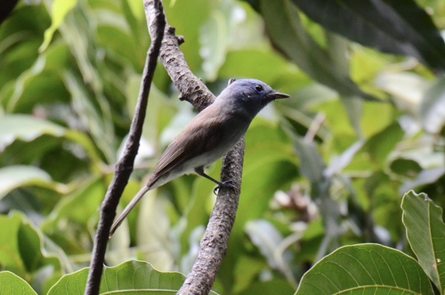 Black-naped Monarch