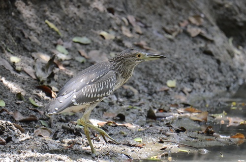 Black-crowned Night Heron
