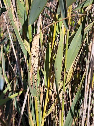 Puccinia phragmitis observed 2026-10-17