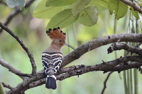 Common Hoopoe