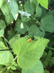 Labidostomis taxicornis