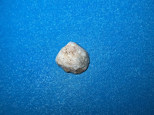 Sabia conica observed 2026-10-18