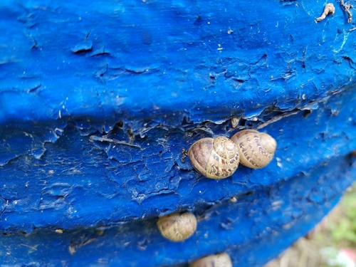 Garden Snail