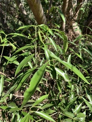 Coptosperma supra-axillare
