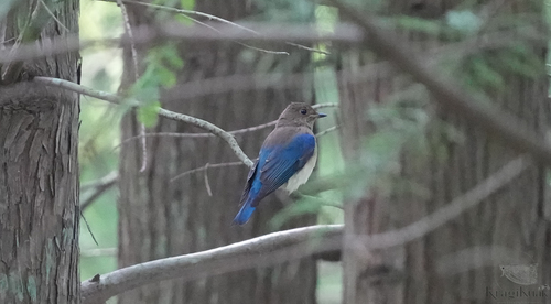 Cyanoptila cyanomelana observed 2026-10-17