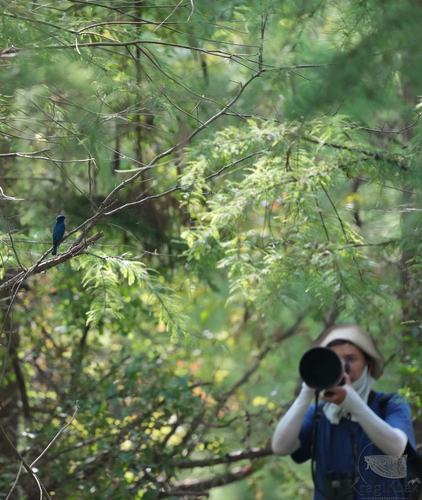 Cyanoptila cyanomelana observed 2026-10-17