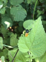 Labidostomis taxicornis