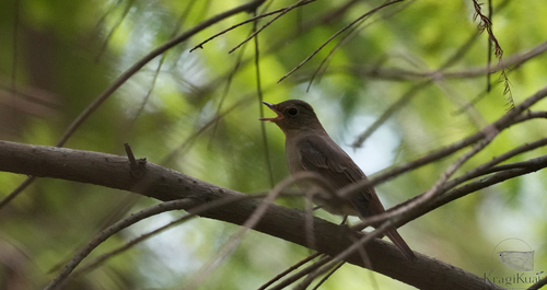 Cyanoptila cyanomelana observed 2026-10-17