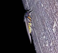 Opharus consimilis
