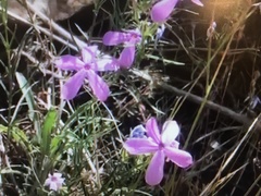 Phlox longifolia
