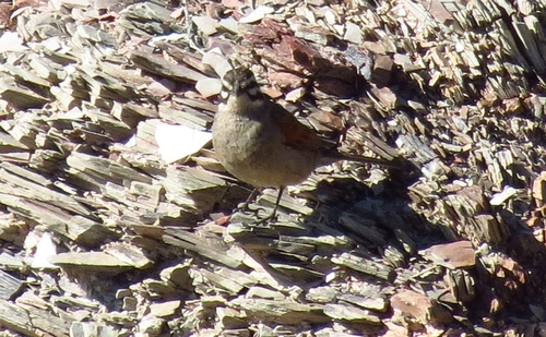 iNaturalist image