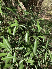 Coptosperma supra-axillare