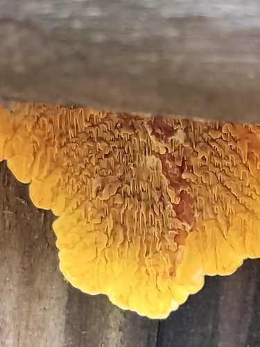 Pseudomerulius aureus observed 2026-10-18